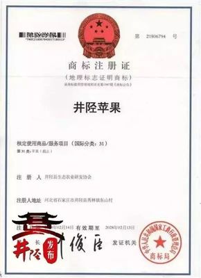 水果愛好者的福音 國家地理標志產(chǎn)品“井陘蘋果”上市，代理代辦全面啟動